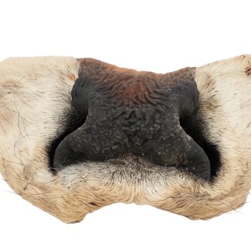 Museau de bœuf avec fourrure